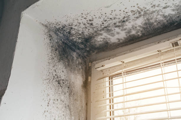 Affordable Mold Removal solutions in Pikesville, MD