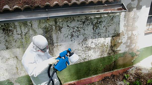Top rated local Mold Removal specialists in Pikesville, MD
